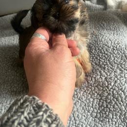 Blue band - Chocolate and tan male Yorkshire Terrier puppy in White Pigeon, Michigan from Shorkie puppies