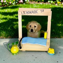 Cairo - Golden male Golden Retriever puppy in Salem, Virginia from Virginia Goldens