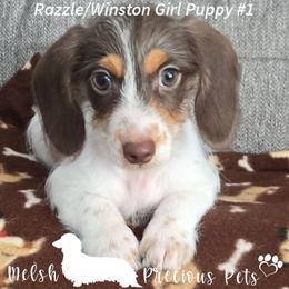 Puppy 1 by Birth order ( Girl 1 ) - Chocolate and tan female Dachshund puppy in Anamosa, Iowa from Melsh Precious Pets