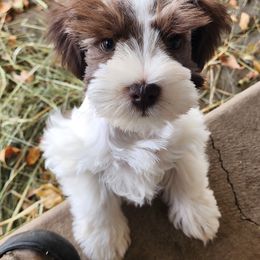 Ink Spot - Parti Miniature Schnauzer puppy in Mcarthur, California from Nebula Equine & Canine