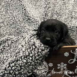 Labrador Retriever Puppies from Albrecht Farms Labrador Retrievers