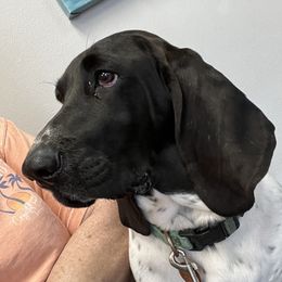 Jazz - Basset Hound