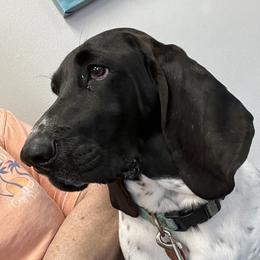 Jazz - Basset Hound