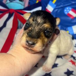 Last-Born Boy - White tan and black male Wire Fox Terrier puppy in Ennis, Texas from Syrayed Farm