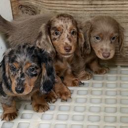 Cockapoo, Dachshund, and Miniature Schnauzer Puppies from LUXEYPUPS