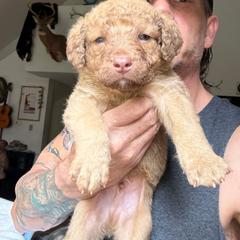 Red - Deadgrass male Chesapeake Bay Retriever puppy in Dallas, Pennsylvania from Ghost Dog Chesapeakes