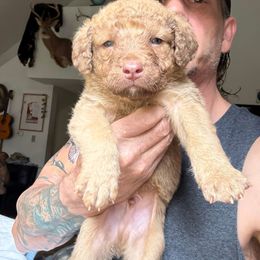 Red - Deadgrass male Chesapeake Bay Retriever puppy in Dallas, Pennsylvania from Ghost Dog Chesapeakes