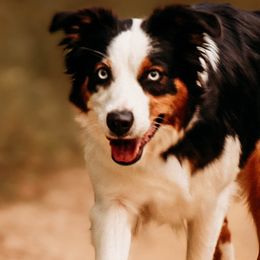 Bridgett - Australian Shepherd