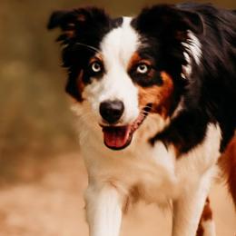 Bridgett - Australian Shepherd