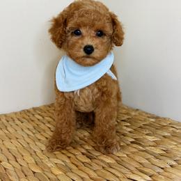 Companion Cross puppies from Paw Perfect Pets