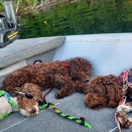 Lagotti Romagnoli from Lagotto Illinois