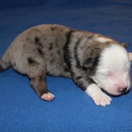 Cosmos - Blue merle male Miniature American Shepherd puppy in Hillsdale, Michigan from Faithwalk Aussies and Mini American Shepherds