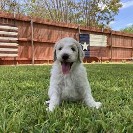 Goldendoodle Puppies from Mesquite Kennels