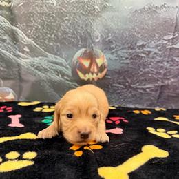 Caramel - Cream male Dachshund puppy in Irving, Texas from DFW Dachshunds by G & S