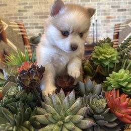 Aspen - Merle female Pomsky puppy in Cave Creek, Arizona from Arizona Luxury Pomskies