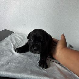 Girl 2 - Black female Cane Corso puppy in Perris, California from P1 Family Canines