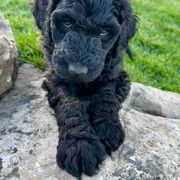 Newfypoo Puppies from Two Sisters Ranch, LLC