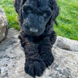 Newfypoo Puppies from Two Sisters Ranch, LLC