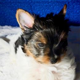 Willow  - 4000 AKC small - Black tan and white female Biewer Terrier puppy in Douglas, Georgia from Heartland small breeds