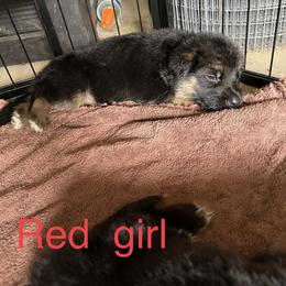 German Shepherd Puppies from Kimberly Philpott