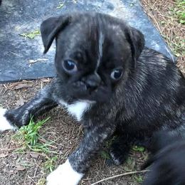 Pug Puppies from tamispets
