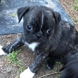 Pug Puppies from tamispets
