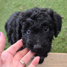Blaze - Black and white male Aussiedoodle puppy in Windom, Texas from Wild Farm Puppies
