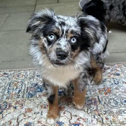 Thor - Blue merle male Toy Australian Shepherd puppy in Okeana, Ohio from Fetching Toy Aussies