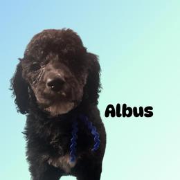 Albus - Black male Poodle puppy in Baltimore, Maryland from Steinrock’s Standards