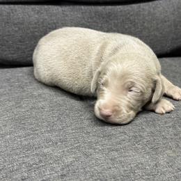 Girl 1 - Silver gray female Weimaraner puppy in Lancaster, Kentucky from Heavy Hollow Farm