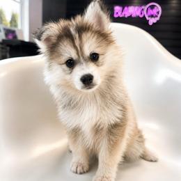 Stetson - Silver and white male Pomsky puppy in La Verne, California from Red Cedar Pomskies