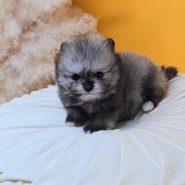 Timmy - Cream sable male Pomeranian puppy in Los Angeles, California from Pommies of LA