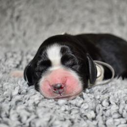 Beethoven - Black and white male English Springer Spaniel puppy in Chapmansboro, Tennessee from Balthrop Bend Farms
