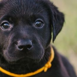 Labrador Retrievers from CapeWest R&T