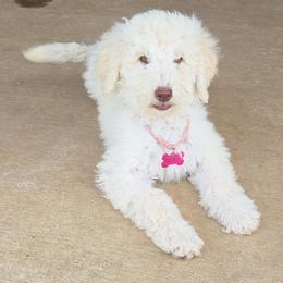 Lady Paige Celestine Pupperton - Cream female Poodle puppy in Midlothian, Texas from Pristine Puppies & Signature Studs