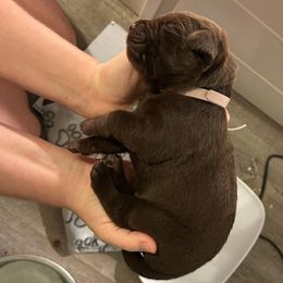 Light Purple Girl - Chocolate female Labrador Retriever puppy in Rock Hill, South Carolina from North Star Retrievers