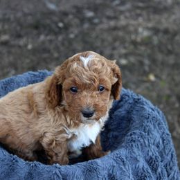 Bernedoodle and Cavapoo Puppies from Wag'in Tails