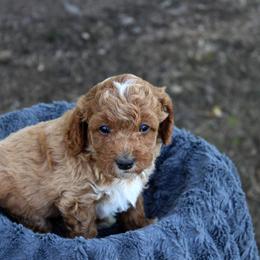 Bernedoodle and Cavapoo Puppies from Wag'in Tails