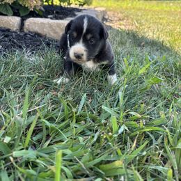 Girl 2 - Black tri-color female Australian Shepherd puppy in Berne, Indiana from White Silo Aussies