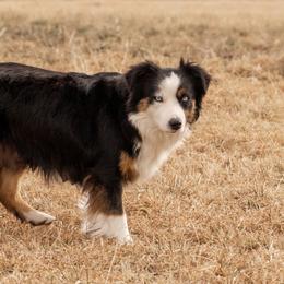 Tabitha - Miniature Australian Shepherd
