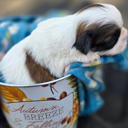 Mister Fidget - Brindle and white male Shih Tzu puppy in Cartersville, Georgia from Autumn Breeze Shih Tzus and Friends