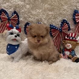 Grace - Chocolate female Pomsky puppy in Bucyrus, Missouri from Hill Top Pomskies