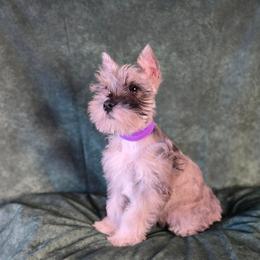Cambry - Parti female Miniature Schnauzer puppy in Lebanon, Missouri from Sassy's Classy Canines