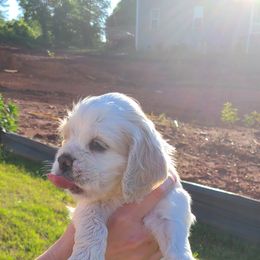 Cocker Spaniel All Grown Up from Van gass Puppies
