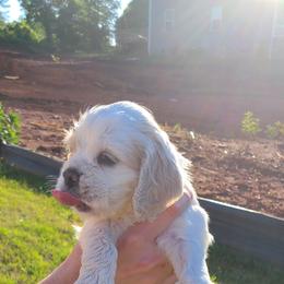 Cocker Spaniel All Grown Up from Van gass Puppies