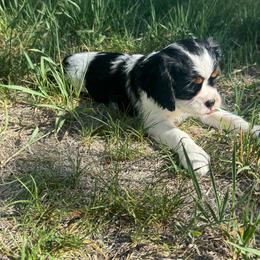 Tri Female Two - Tri-color female Cavalier King Charles Spaniel puppy in Helena, Montana from Queen City Cavaliers