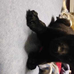 German Shepherd Puppies from Rain's Legacy German Shepherds