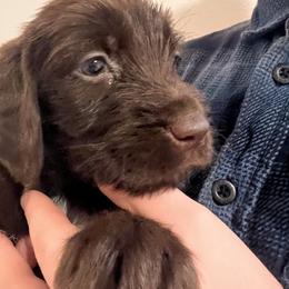 Number 7 - Chestnut female Wirehaired Pointing Griffon puppy in Port Orchard, Washington from American Patriot Kennels
