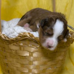 Ruby - Tri-color female Bernedoodle puppy in Bradenton, Florida from Peanut Butter Doodles