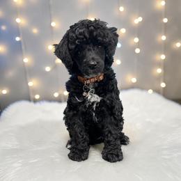 Onyx - Black male Poodle puppy in Gainesville, Florida from Pet Inn Xxweetdoodles